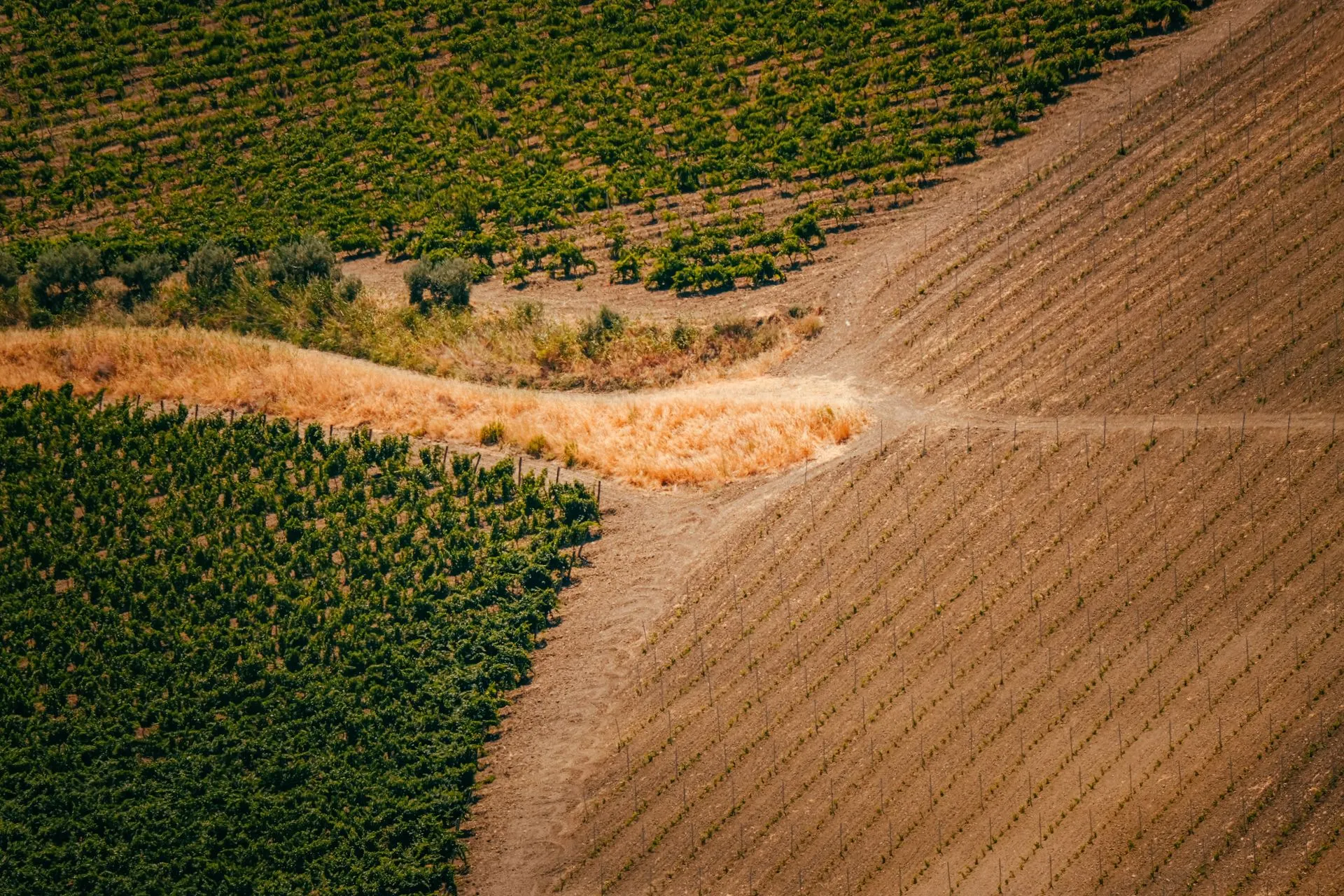 Vineyards and cultivated farmland on rolling hills
